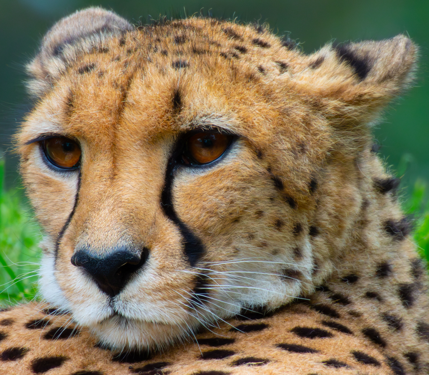 A CHEETAH