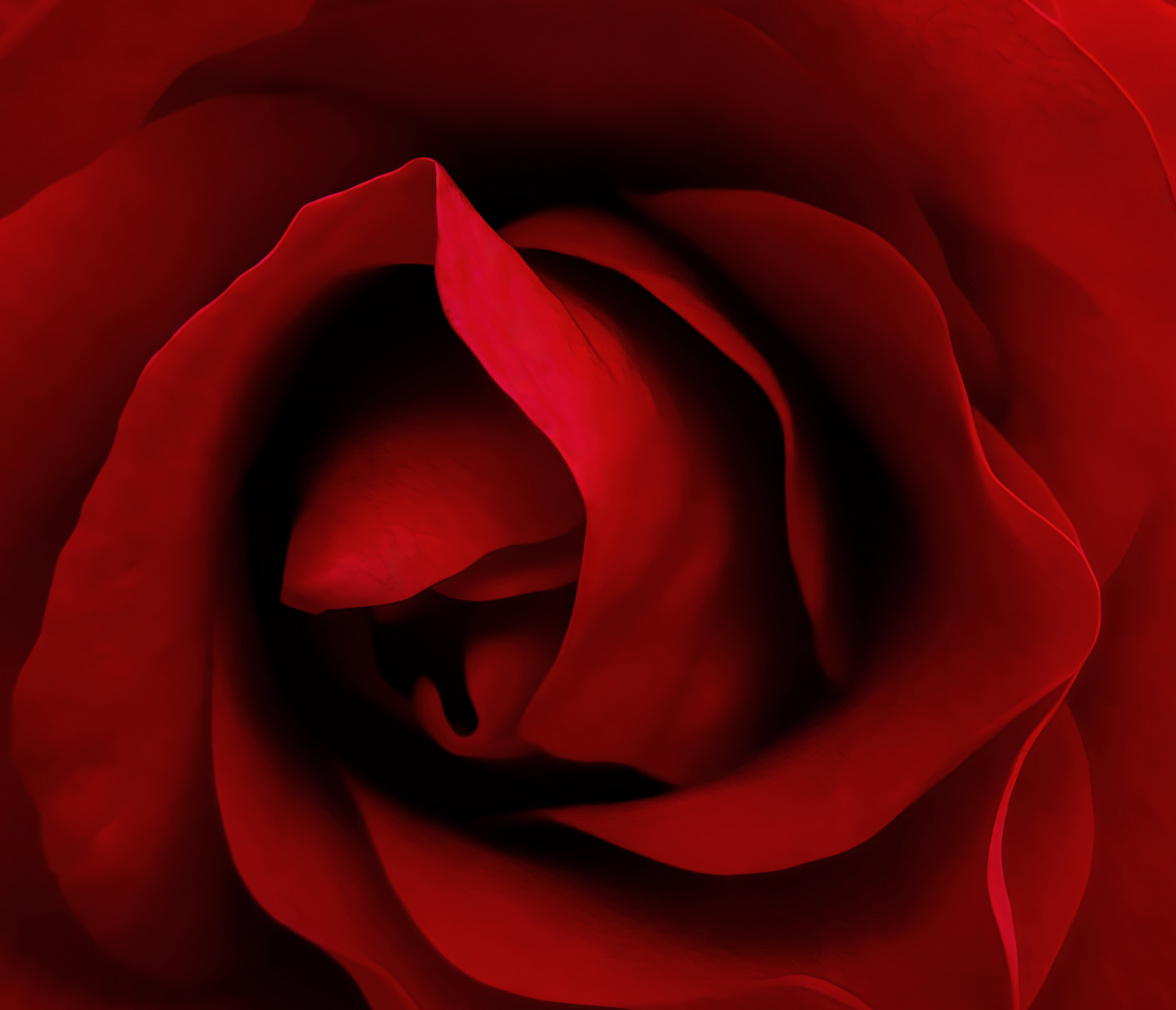 A RED ROSE