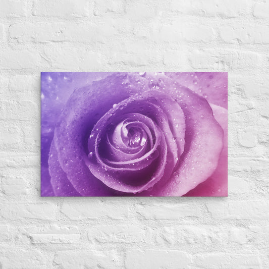 Canvas - A Pinkish Rose, Flowers, Floral, Roses, Nature, Pinkish, Pink, Purple, Magenta, Colorful Wall Art, Bedroom Art, Living Room Art, Flower Art, Nature Art, Stylized Art, Colorful Art