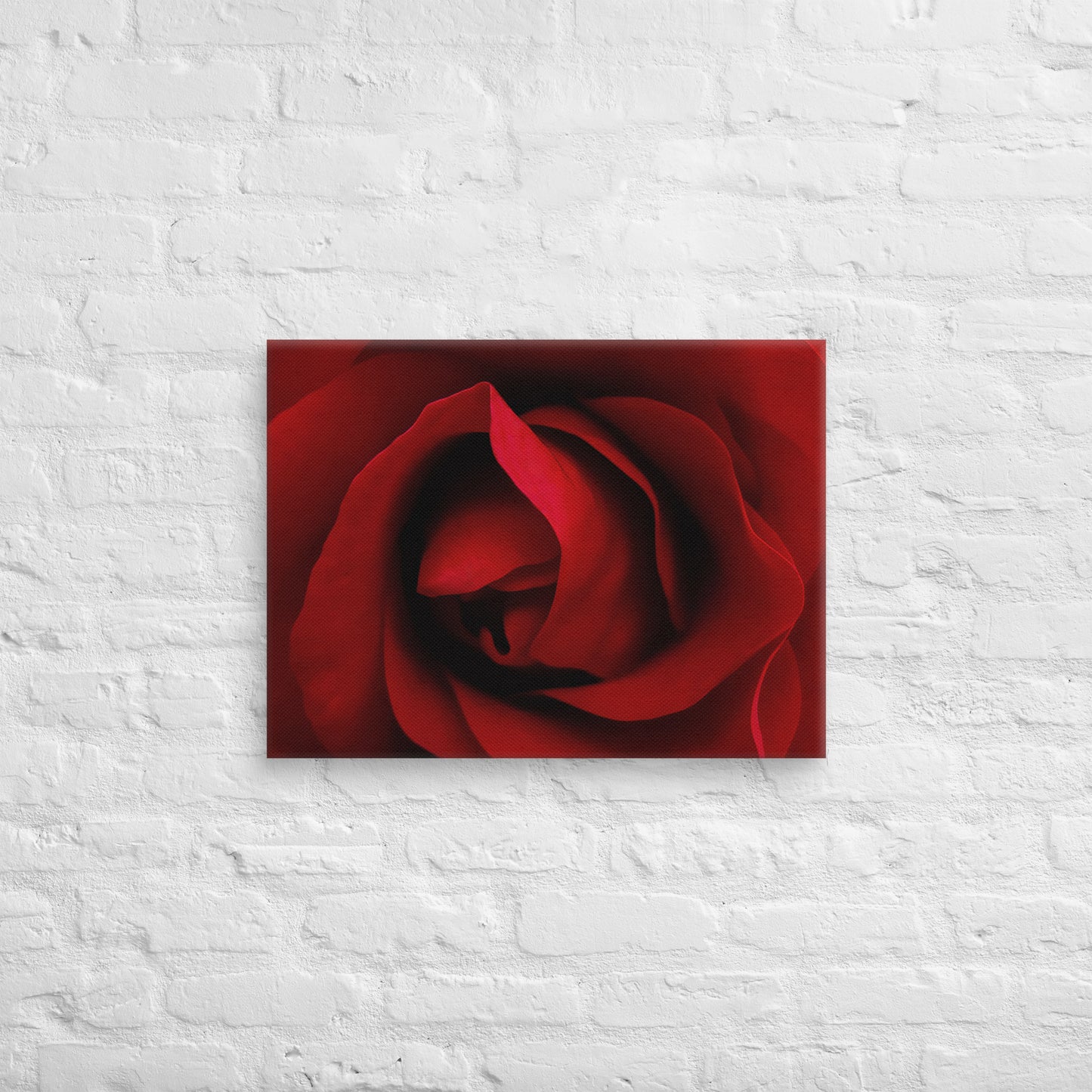 Canvas - A Red Rose, Flowers, Floral, Roses, Nature, Colorful Wall Art, Flower Art, Nature Art, Stylized Art, Colorful Art