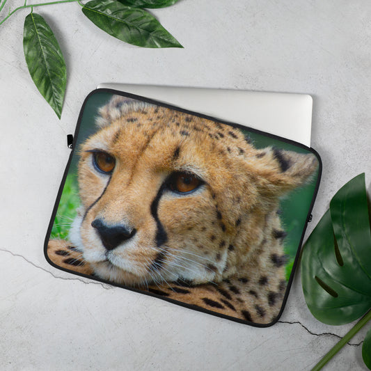 cheetah, nature, cats, animals, feline, africa